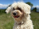 Heaven Dog