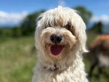 Heaven Dog