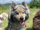 Heaven Dog