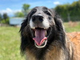 Heaven Dog