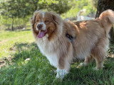 Heaven Dog