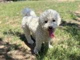 Heaven Dog