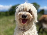 Heaven Dog