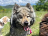 Heaven Dog