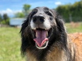 Heaven Dog