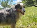 Heaven Dog