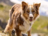 Heaven Dog