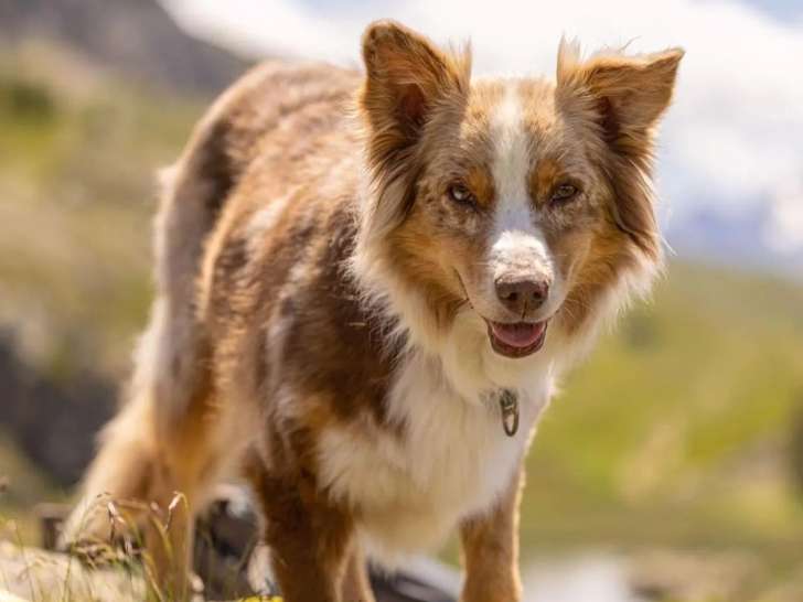 Heaven Dog