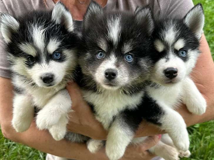 Nordic Pomsky des Alpes
