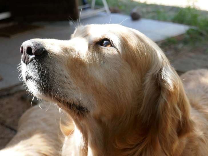 Les Gentilles Pattounes