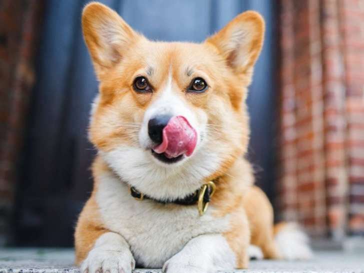 Pet Valu