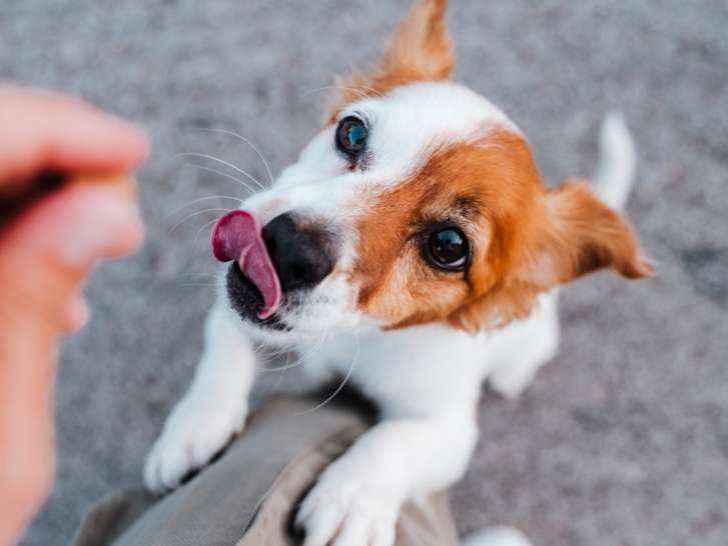 Pet Valu