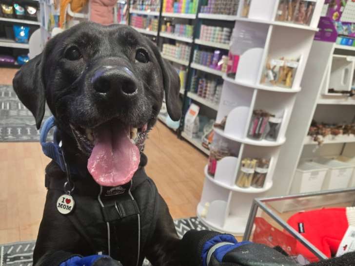 The Hill Pet Supply