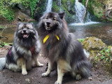Les Loups Gris d'Occitanie