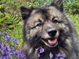 Les Loups Gris d'Occitanie