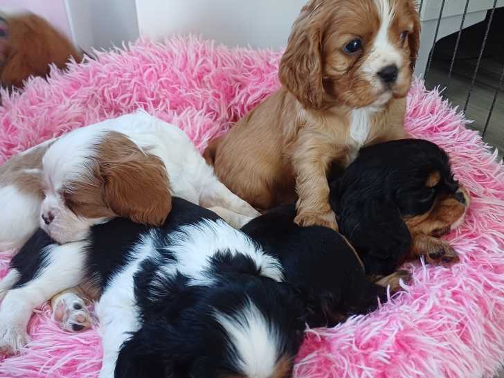 Épingle De Manchette Cavalier King Charles Spaniel - Dans Sa Boîte Avec Photo - Neuf