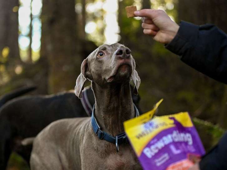 Birds'n Paws