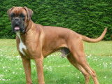 Centre canin Arguiller