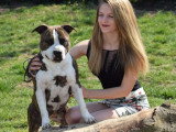 Of Passion Amstaff