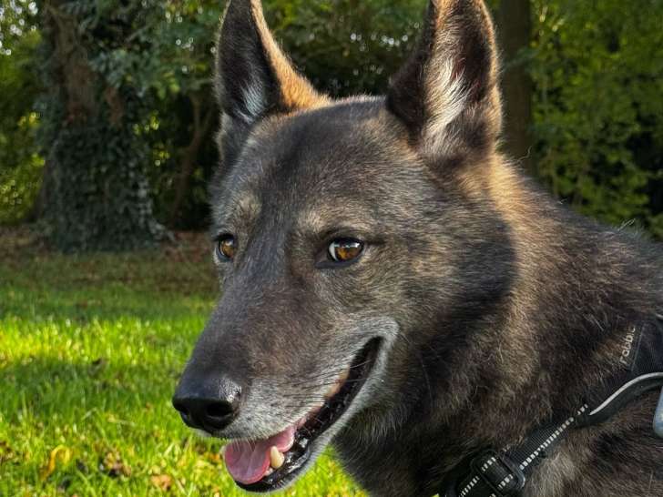 Dogtavio