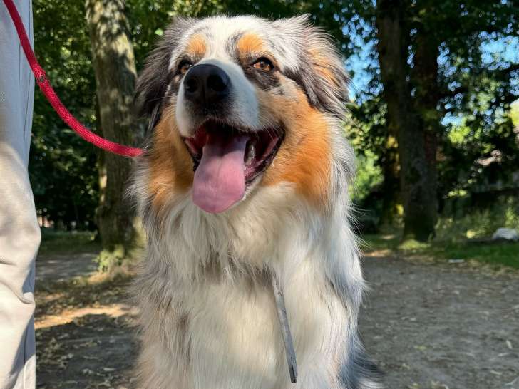 Dogtavio