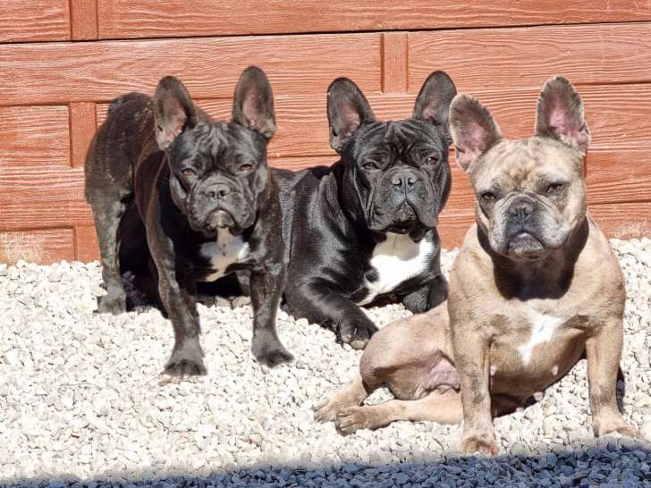 Les Boulis de Raya