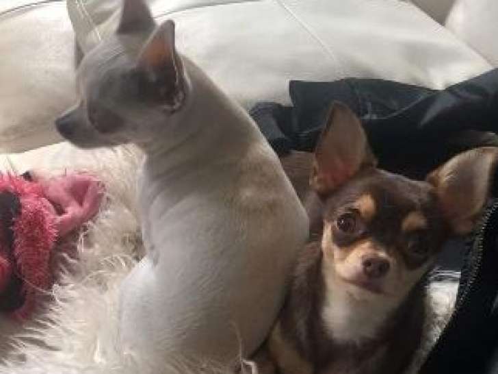 Paco, Pony & Co