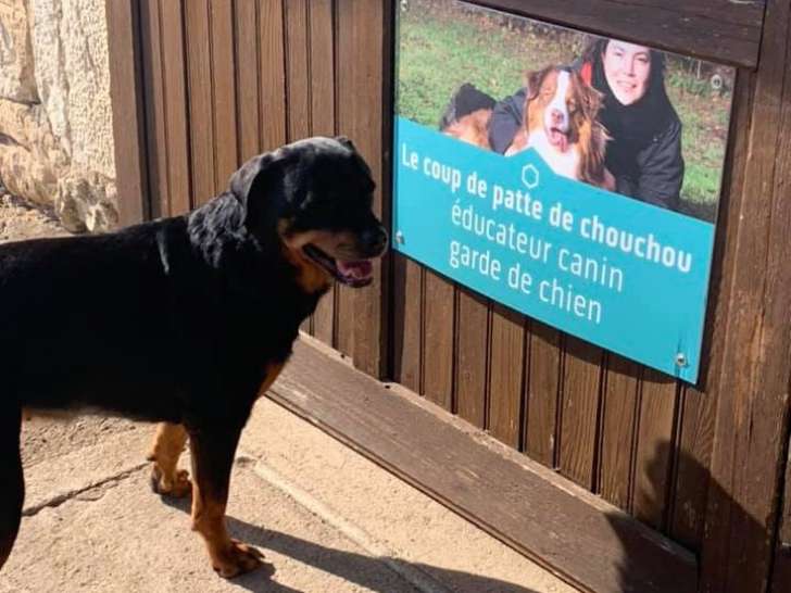 Le Coup de Patte de Chouchou