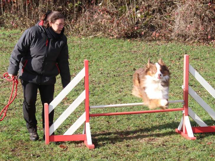 Le Coup de Patte de Chouchou