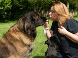 Besoins Canins