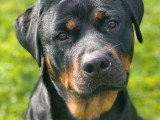 Besoins Canins