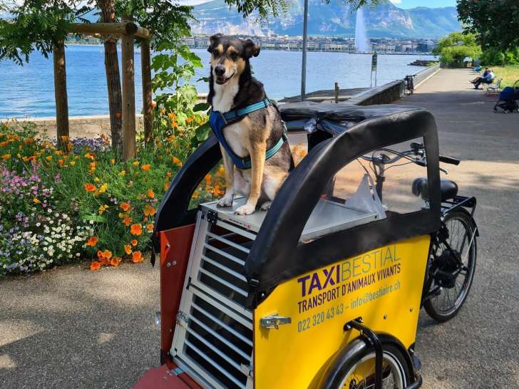 TaxiBestial