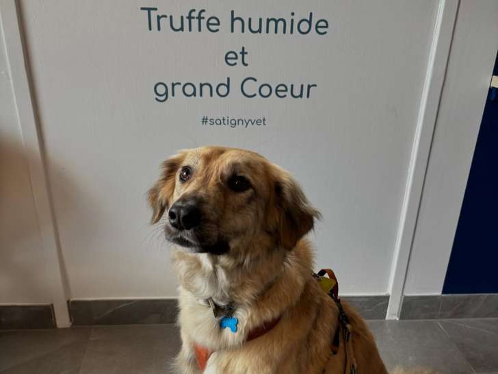 SatignyVet