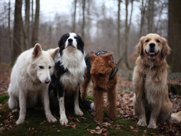 Happy Paws