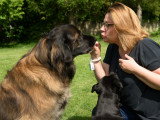 Besoins Canins
