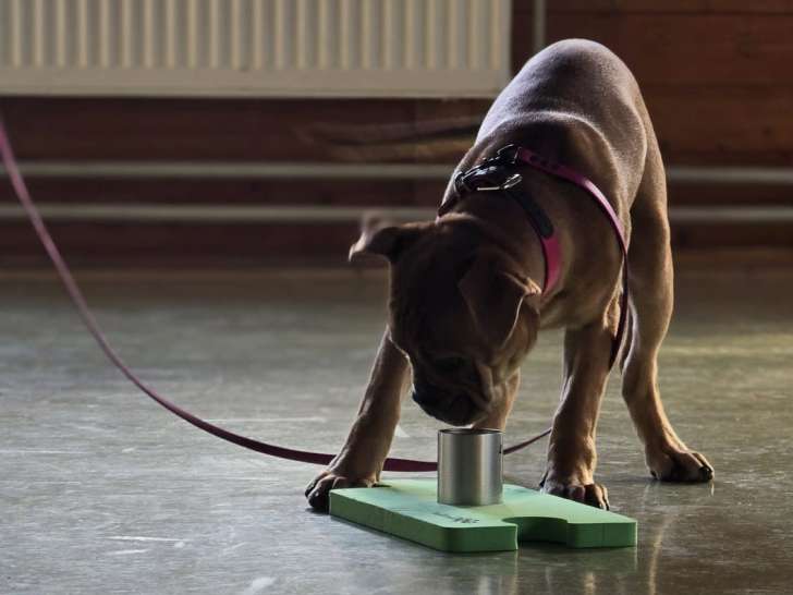 Educhien