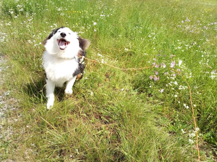 Evidence Dog