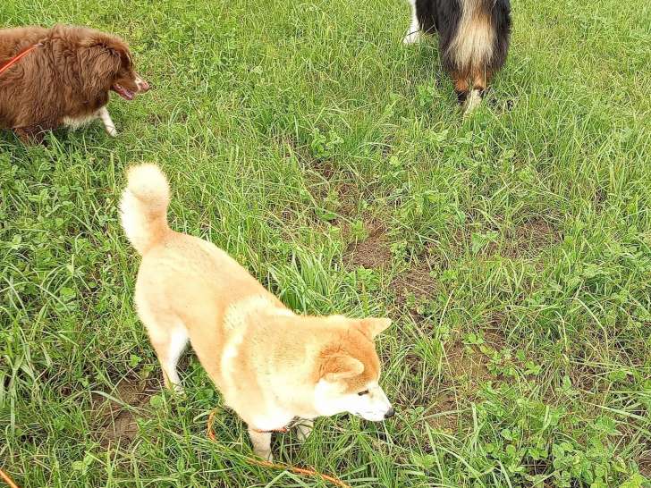 Evidence Dog