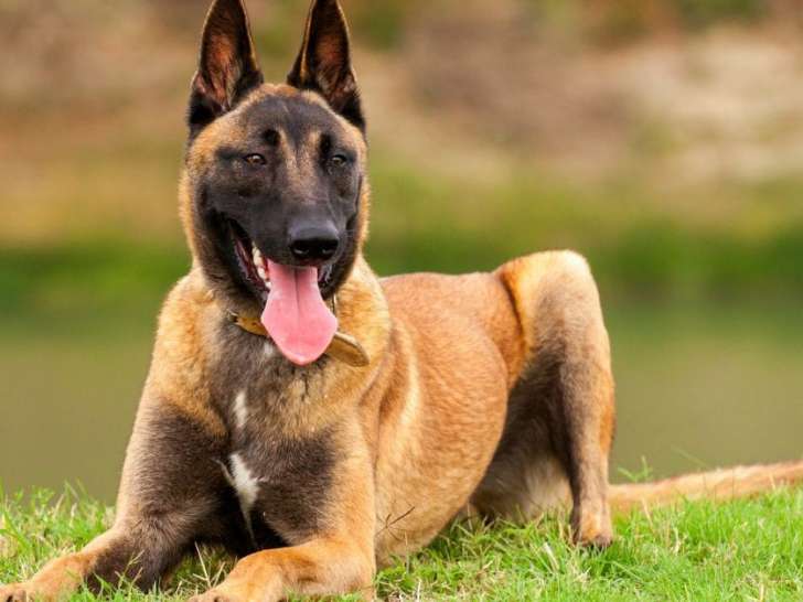 Cani'spirit