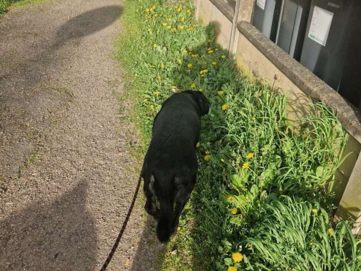C'omport Dog