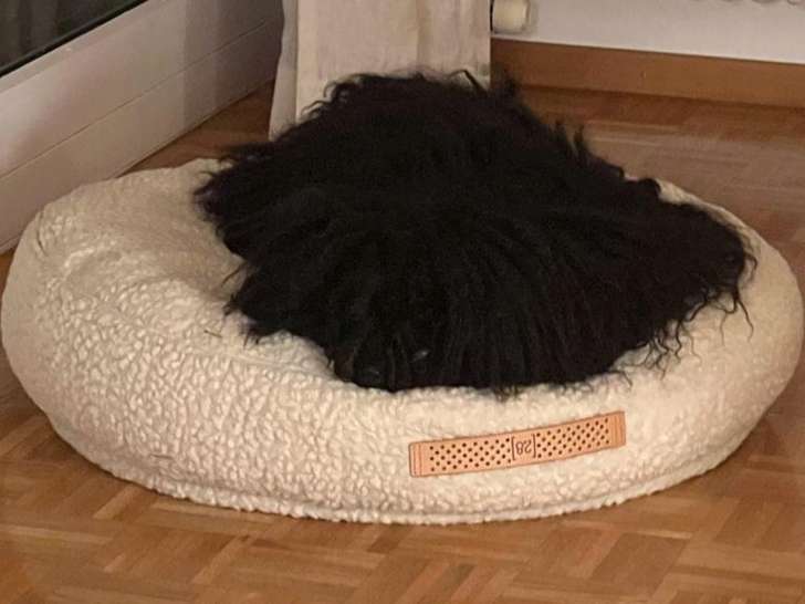 AskaDog