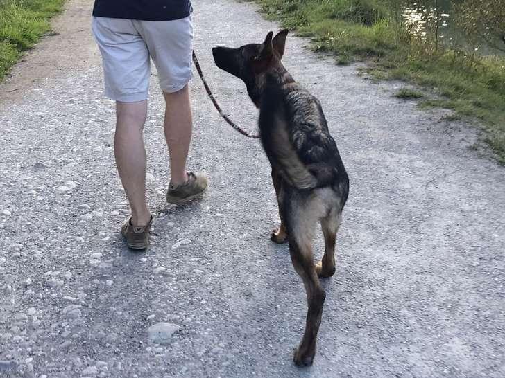 Chiens des Lacs