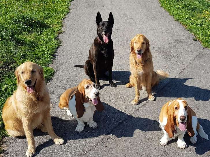 Chiens des Lacs