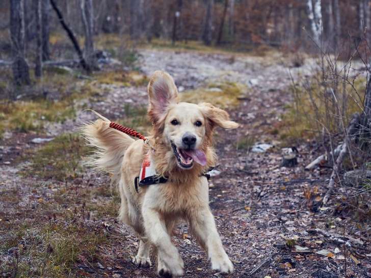 Chiens des Lacs