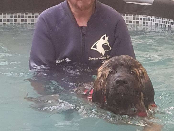 Services Canins Gipteau