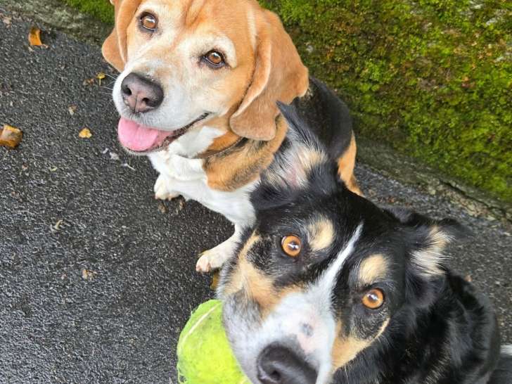 L&S Ecole canine