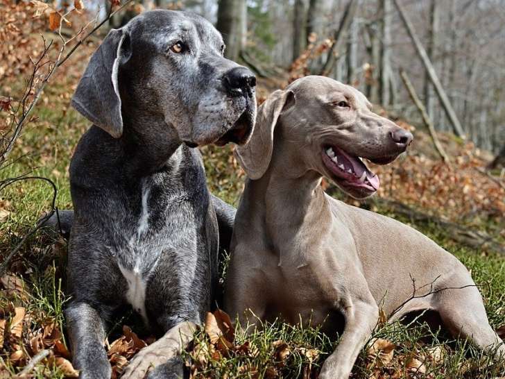 L&S Ecole canine
