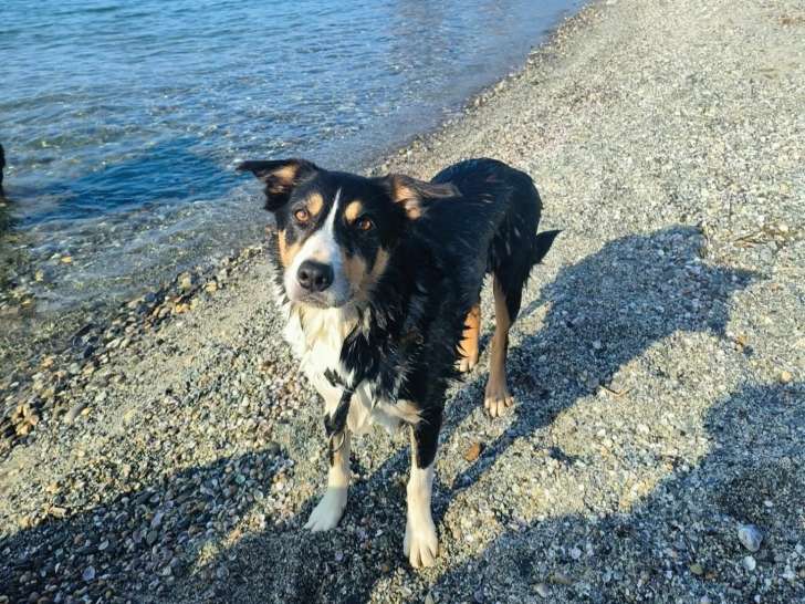 L&S Ecole canine