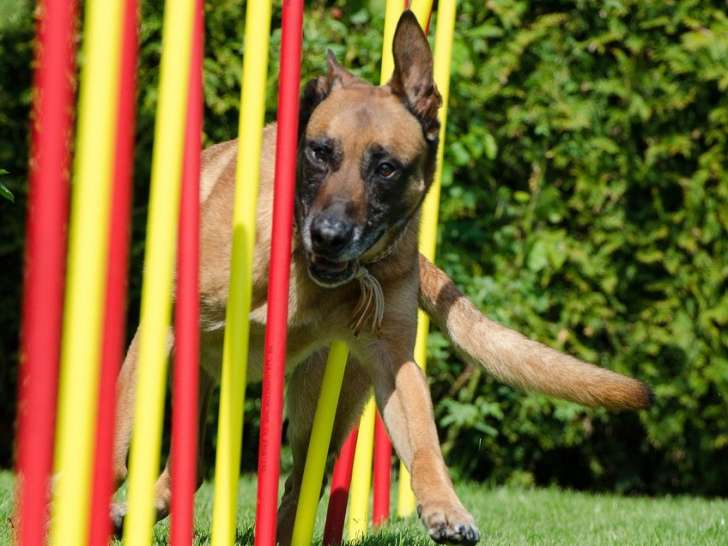 L&S Ecole canine