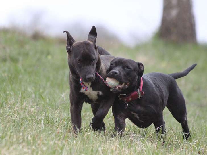 Love Your Dog